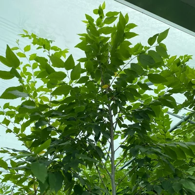 Ulmus pumila 'Puszta' – Puszta-Turkesztáni szil