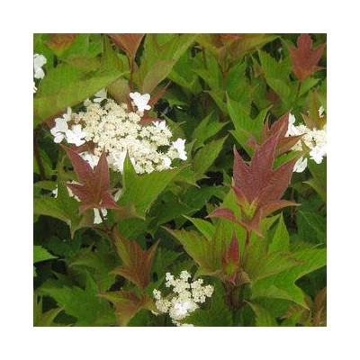 Viburnum trilobum 'Bailey Compact' - Törpe amerikai bangita