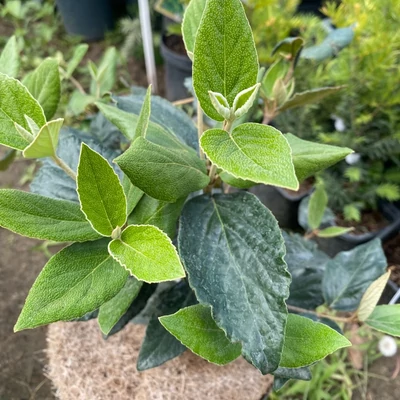 Viburnum bitchiuense – Koreai bangita