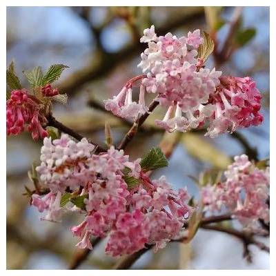 Viburnum x bodnantense 'Aberconway' – Kikeleti bangita