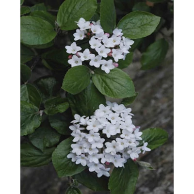 Viburnum x burkwoodii 'Anne Russel' – Tavaszi bangita