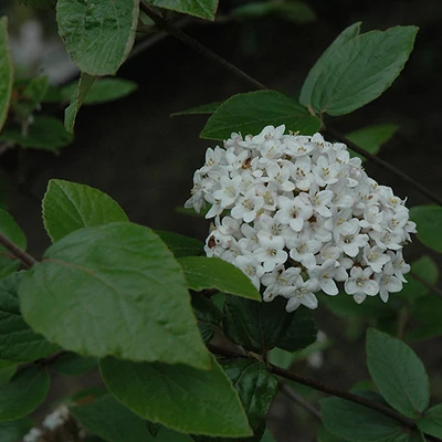 Viburnum x burkwoodii 'Chenaultii' – Tavaszi bangita