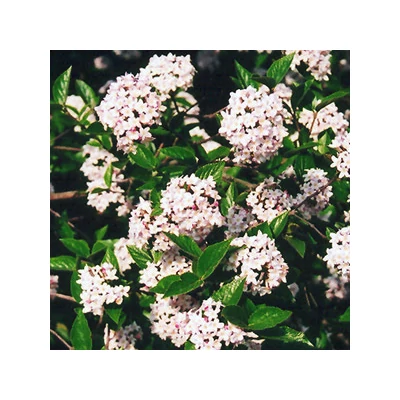 Viburnum X burkwoodii 'Mohawk' - Tavaszi bangita