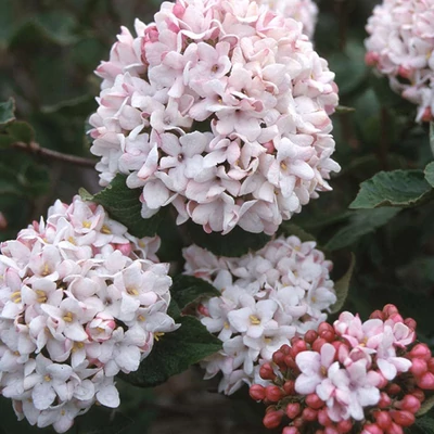 Viburnum x carlcephalum 'Cayuga' – Illatos bangita