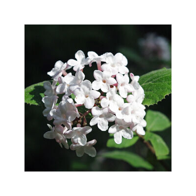 Viburnum carlesii – Illatos bangita