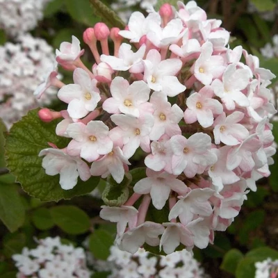 Viburnum carlesii 'Juddii' – Illatos bangita