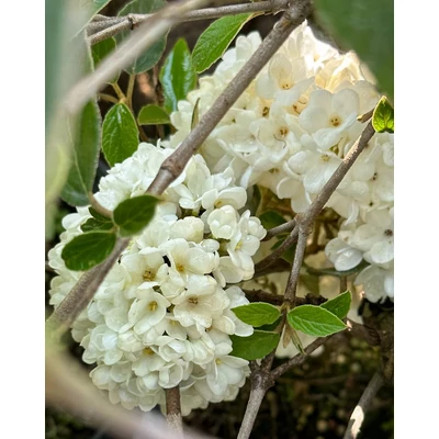 Viburnum 'Eskimo' - Hólabda bangita