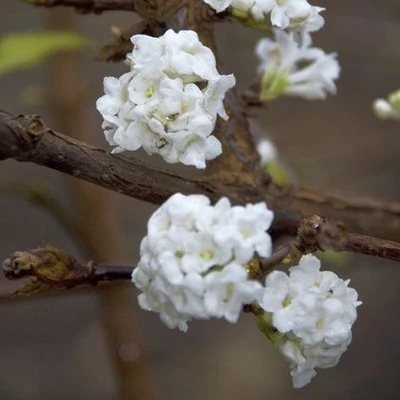 Viburnum farreri 'Candidissimum' – Korai bangita