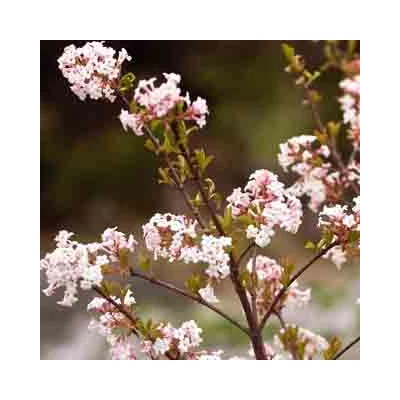 Viburnum farreri 'December Dwarf' – Törpe korai bangita