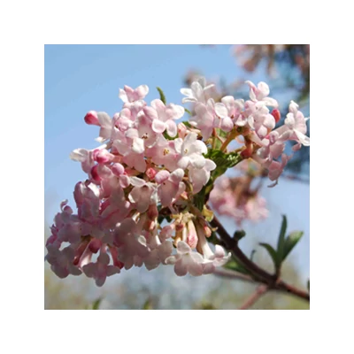 Viburnum farreri – Korai bangita