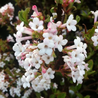 Viburnum farreri 'Nanum' – Törpe korai bangita
