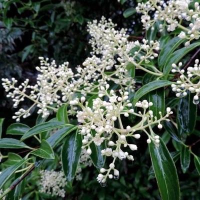 Viburnum henryi – Bangita