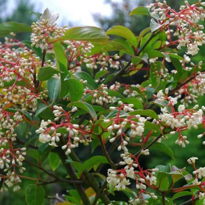 Viburnum hillieri 'Winton' – Illatos télizöld bangita