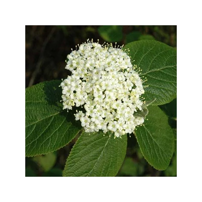 Viburnum lantana - Ostorménfa