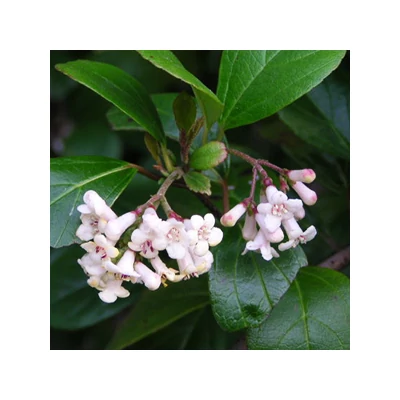 Viburnum odoratissimum – Korallbangita