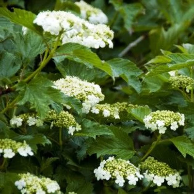 Viburnum opulus 'Compactum' – Törpe bangita
