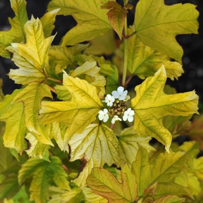 Viburnum opulus 'Harvest Gold' – Kányabangita