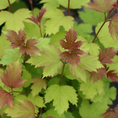 Viburnum opulus 'Oh Canada' – Kányabangita