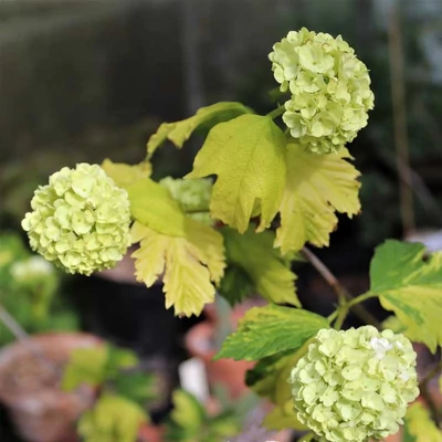 Viburnum opulus 'Pechcin' – Kányabangita