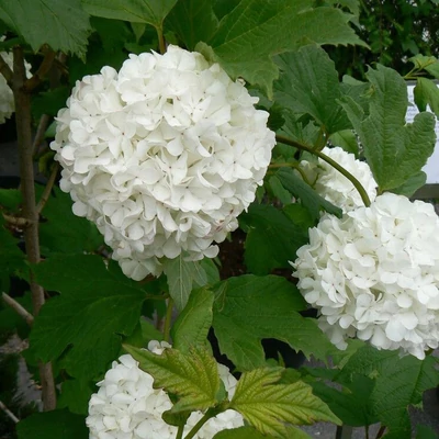 Viburnum opulus 'Pohjan Neito' – Kányabangita