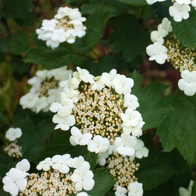 Viburnum opulus 'Ulgen' – Kányabangita