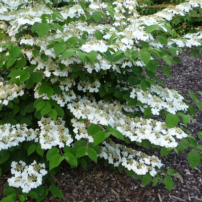 Viburnum plicatum 'Cascade' – Redős levelű bangita