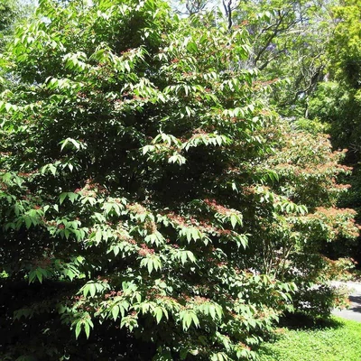 Viburnum plicatum 'Fireworks' – Redős levelű bangita