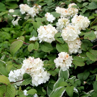 Viburnum plicatum 'Grandiflorum' – Redős levelű bangita
