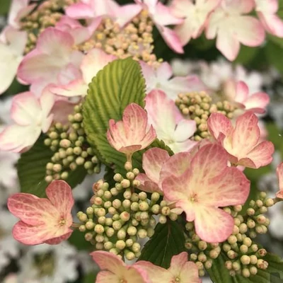 Viburnum plicatum 'Kilimanjaro Sunrise' – Redős levelű bangita