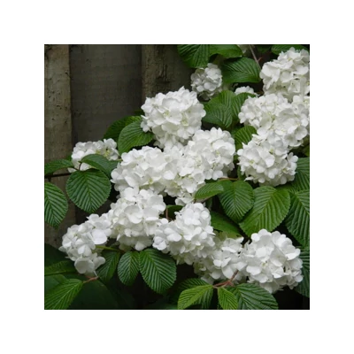 Viburnum plicatum 'Popcorn' – Redős levelű bangita