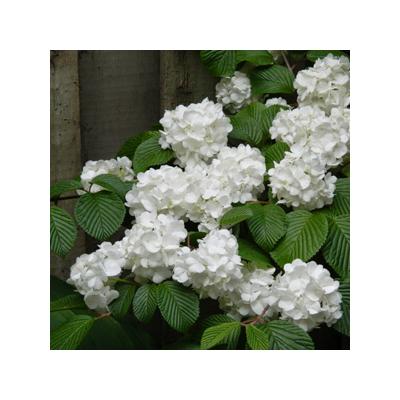 Viburnum plicatum 'Popcorn' – Redős levelű bangita