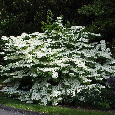 Viburnum plicatum 'Shasta' - Redőslevelű bangita