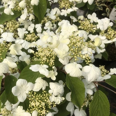 Viburnum plicatum 'St Keverne' – Redős levelű bangita