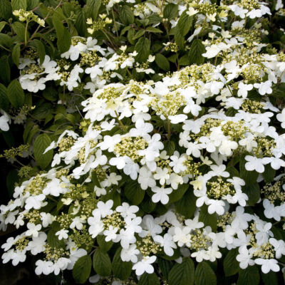 Viburnum plicatum 'Summer Snowflake' – Redős levelű bangita