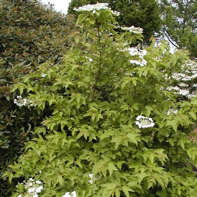 Viburnum sargentii 'Susquehanna' – Ázsiai bangita