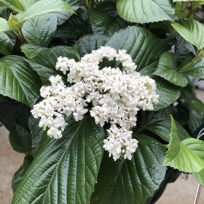 Viburnum 'Shiny Dancer' – Bangita
