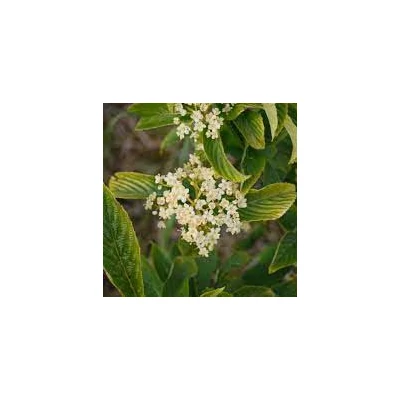 Viburnum sieboldii 'Seneca'
