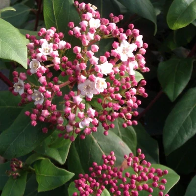 Viburnum tinus 'Gwenllian' – Téli bangita