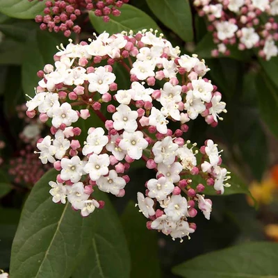 Viburnum tinus 'Spirit'® – Téli bangita