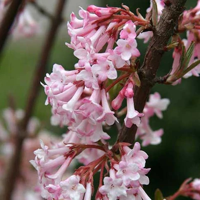 Viburnum x bodnantense 'Charles Lamont' – Kikeleti bangita