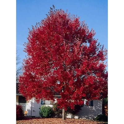 Acer rubrum 'Summer Red' - Vörös juhar