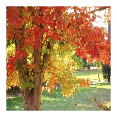 Acer buergerianum – Háromerű juhar