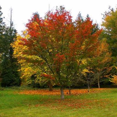 Acer capillipes - Parókás juhar