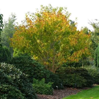 Acer conspicuum – Kígyókérgű juhar