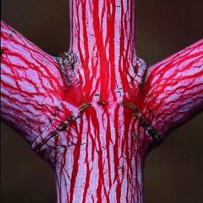 Acer conspicuum 'Phoenix' – Kígyókérgű juhar
