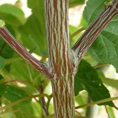 Acer davidii 'Serpentine' – Közép-kínai juhar