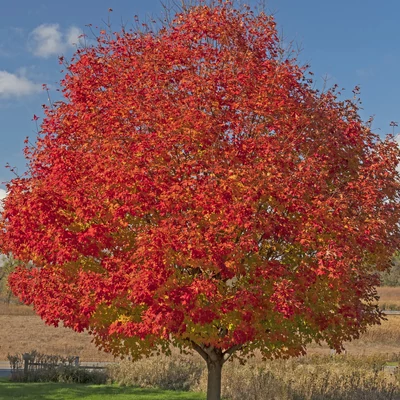 Acer x freemanii (syn. Acer rubrum) 'Celebration' (syn.: 'Celzam') – Hibrid vörös juhar, Freeman juhar
