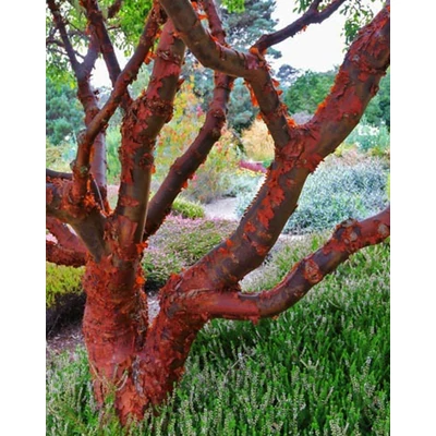 Acer griseum – Szürke juhar