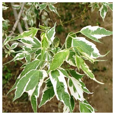 Acer negundo 'Aureomarginatum' – Zöld juhar