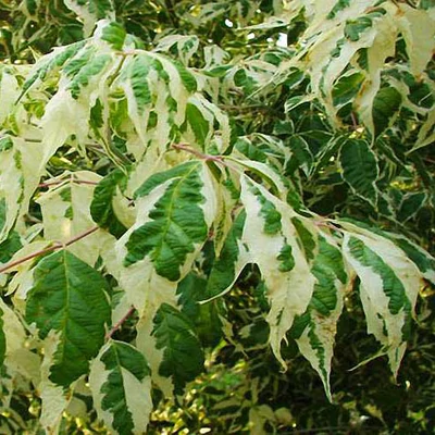 Acer negundo 'Variegatum' – Tarkalevelű zöld juhar